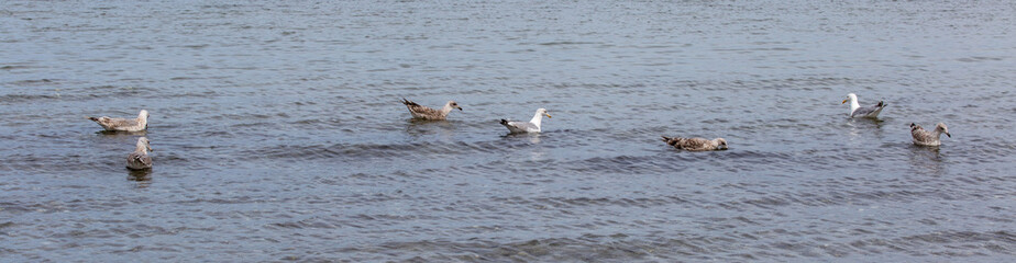 seagull on sea water surface