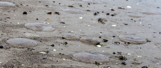sea jellyfish on the beach of Baltic sea