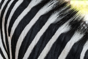 Close up of natural zebra skin texture. Black and white striped zebra fur/coat pattern background