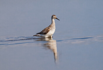 Greater yellowlegs walks through shallow water
