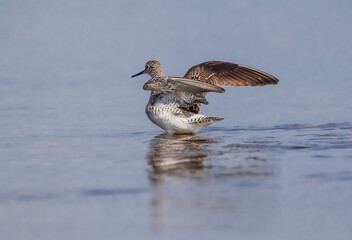 Greater yellowlegs, from the family of sandpipers, flaps his wings
