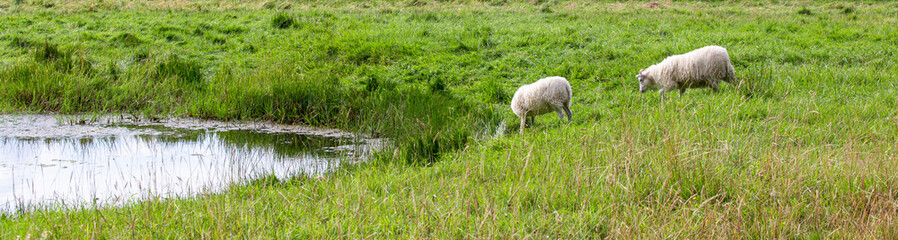 Fototapeta na wymiar sheep in the field with green grass
