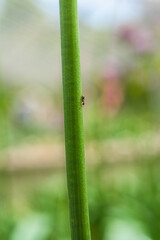 Asmall ant marching down the stem of a plant