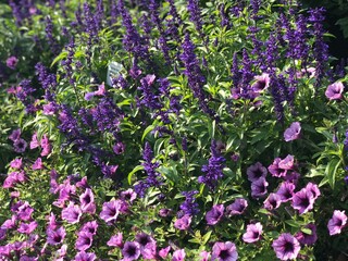 flowers