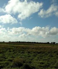 Green Pastures or Prairie Farmlands in Okeechobee Florida USA