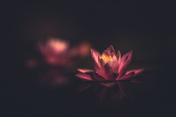lotus in the night