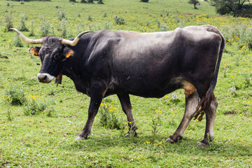 Typical cows in Cantabria, Spain.