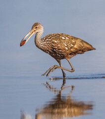 Limpkin walking to shore to open his mussel