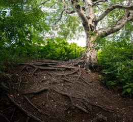 Obraz premium Rooted