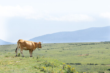 Typical cows in Cantabria, Spain.