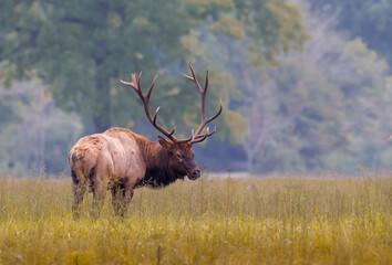 Obraz premium Looking right, large male elk poses in an autumn meadow