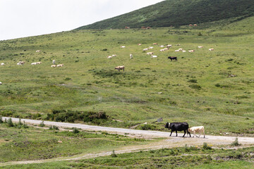 Typical cows in Cantabria, Spain.