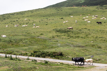 Fototapeta na wymiar Typical cows in Cantabria, Spain.