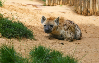 Tüpfelhyäne Crocuta crocuta