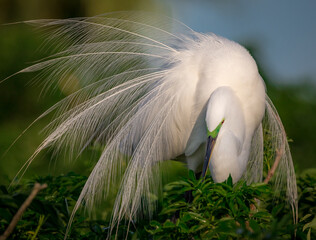 Mating dance performed by white egret in spring.