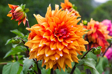 Flowers in valley of Saja, Cantabria, Spain.