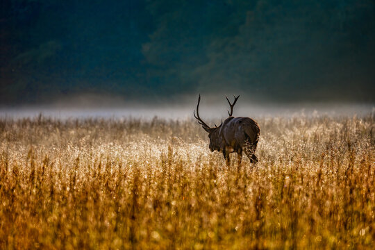 Male elk with huge rack of antlers walks through tall autumn grass at sunrise