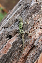 Naklejka na ściany i meble green lizard lurking on a tree