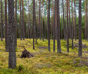 forest in autumn