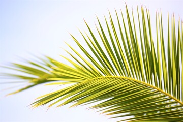palm green leaves close up