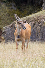 Cabarceno Natural Park - Cabárceno, la envidia cántabra. Destino idóneo para los amantes de los animales, parada obligatoria para familias, parejas y demás que deseen contemplar esta belleza natural.