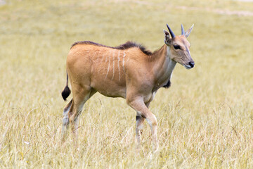 Cabarceno Natural Park - Cabárceno, la envidia cántabra. Destino idóneo para los amantes de los animales, parada obligatoria para familias, parejas y demás que deseen contemplar esta belleza natural.