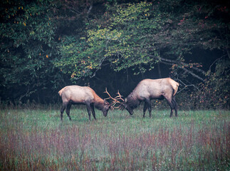 Naklejka na ściany i meble Pair of young male elks duel for dominance of the herd in Smokey Mountains National Park