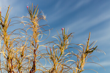 Long grass against blue sky