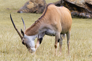 Cabarceno Natural Park - Cabárceno, la envidia cántabra. Destino idóneo para los amantes de los animales, parada obligatoria para familias, parejas y demás que deseen contemplar esta belleza natural.