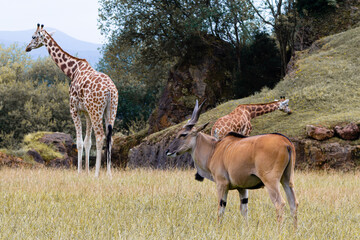 Cabarceno Natural Park - Cabárceno, la envidia cántabra. Destino idóneo para los amantes de los animales, parada obligatoria para familias, parejas y demás que deseen contemplar esta belleza natural.
