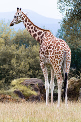 Cabarceno Natural Park - Cabárceno, la envidia cántabra. Destino idóneo para los amantes de los animales, parada obligatoria para familias, parejas y demás que deseen contemplar esta belleza natural.