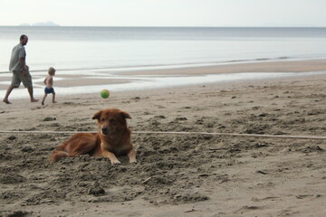 dog relaxing in the sand on a summer beach