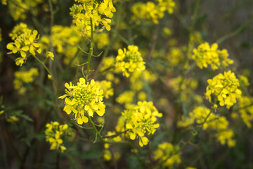 Tiny yellow wild flowers in a meadow