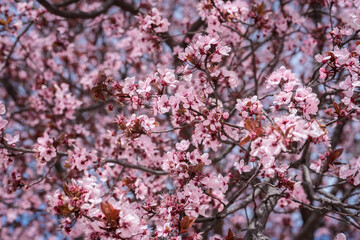 Closeup of spring pink blooming flowers in almond tree
