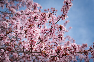 Closeup of spring pink blooming flowers in almond tree