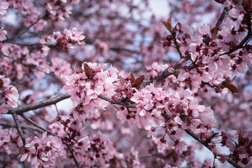 Closeup of spring pink blooming flowers in almond tree