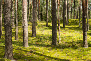 Obraz premium Beautiful forest landscape. Pine forest with moss covered ground in sunny summer day.