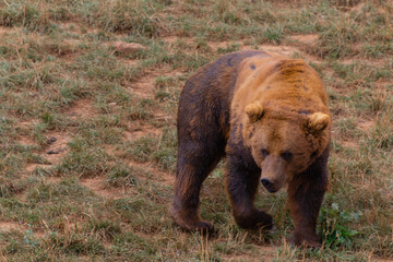 Cabarceno Natural Park - Cabárceno, la envidia cántabra. Destino idóneo para los amantes de los animales, parada obligatoria para familias, parejas y demás que deseen contemplar esta belleza natural.