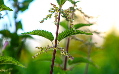 Nettle with fluffy green leaves. Deep green, macro, nettle, medicinal plant, used in medicine.