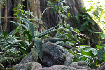 Naklejka na ściany i meble The Nature in Costa Rica