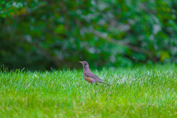 Robin in the Grass