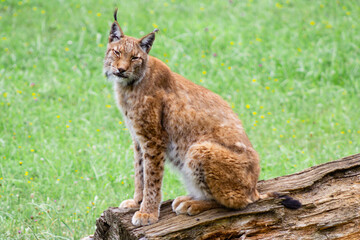 Cabarceno Natural Park - Cabárceno, la envidia cántabra.Destino idóneo para los amantes de los animales, parada obligatoria para familias, parejas y demás que deseen contemplar esta belleza natural.