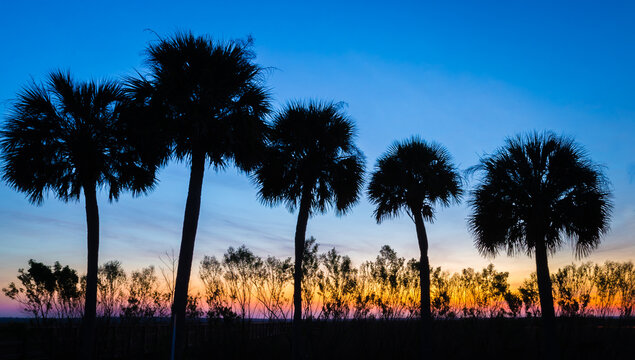 Sunrise with silhouetted palm trees at Payne's Prairie