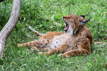 Cabarceno Natural Park - Cabárceno, la envidia cántabra.Destino idóneo para los amantes de los animales, parada obligatoria para familias, parejas y demás que deseen contemplar esta belleza natural.