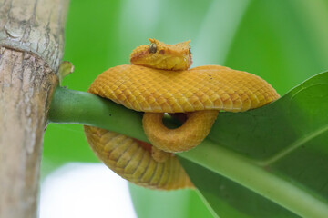 Eyelash viper (Bothriechis schlegelii) on a leaf