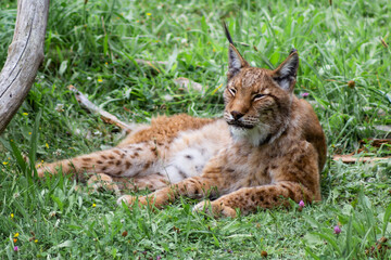 Cabarceno Natural Park - Cabárceno, la envidia cántabra.Destino idóneo para los amantes de los animales, parada obligatoria para familias, parejas y demás que deseen contemplar esta belleza natural.