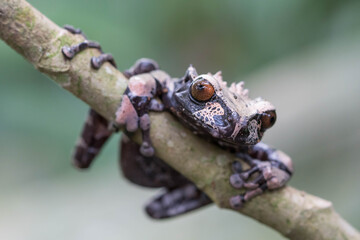 Crowned tree frog in Sarapiqí, Costa Rica