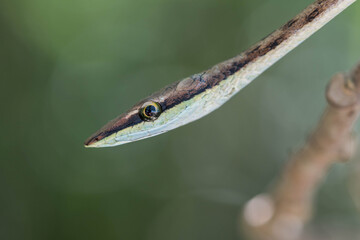 Brown vine snake in Cahuita, Costa Rica