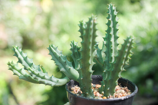 Close up view Huernia pendula or Caralluma hesperidium cactus and succulent desert plant in black pot
