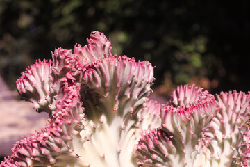 Close up Pink Euphorbia lactea  cristata grafted on Euphorbia neriifolia cactus plant